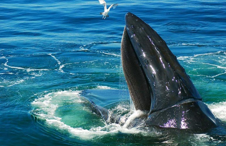A whale breaking the surface of the ocean